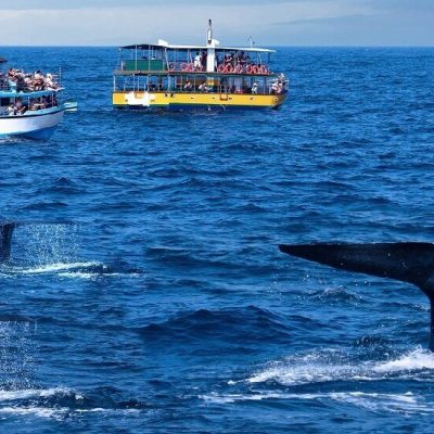 Mirissa-Sri-Lanka-whale-watching Mirissa-Sri-Lanka-whale-watching